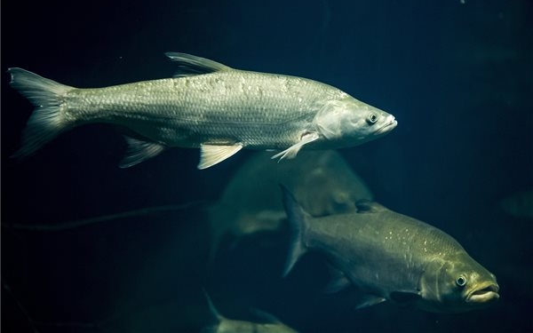 Szoros versenyben győzött a balin az év hala közönségszavazáson