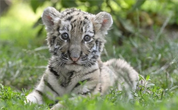 Először született tigris Debrecenben - Megmutatták a cuki kölyköt