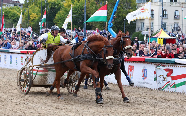 Tieger Endre és ifjabb Tieger Endre párosa nyerte a Kincsem plusz fogatvágtát 